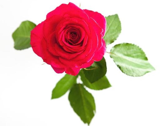 This image has an empty alt attribute; its file name is red-rose-white-background-helen-northcott-3-2.jpg